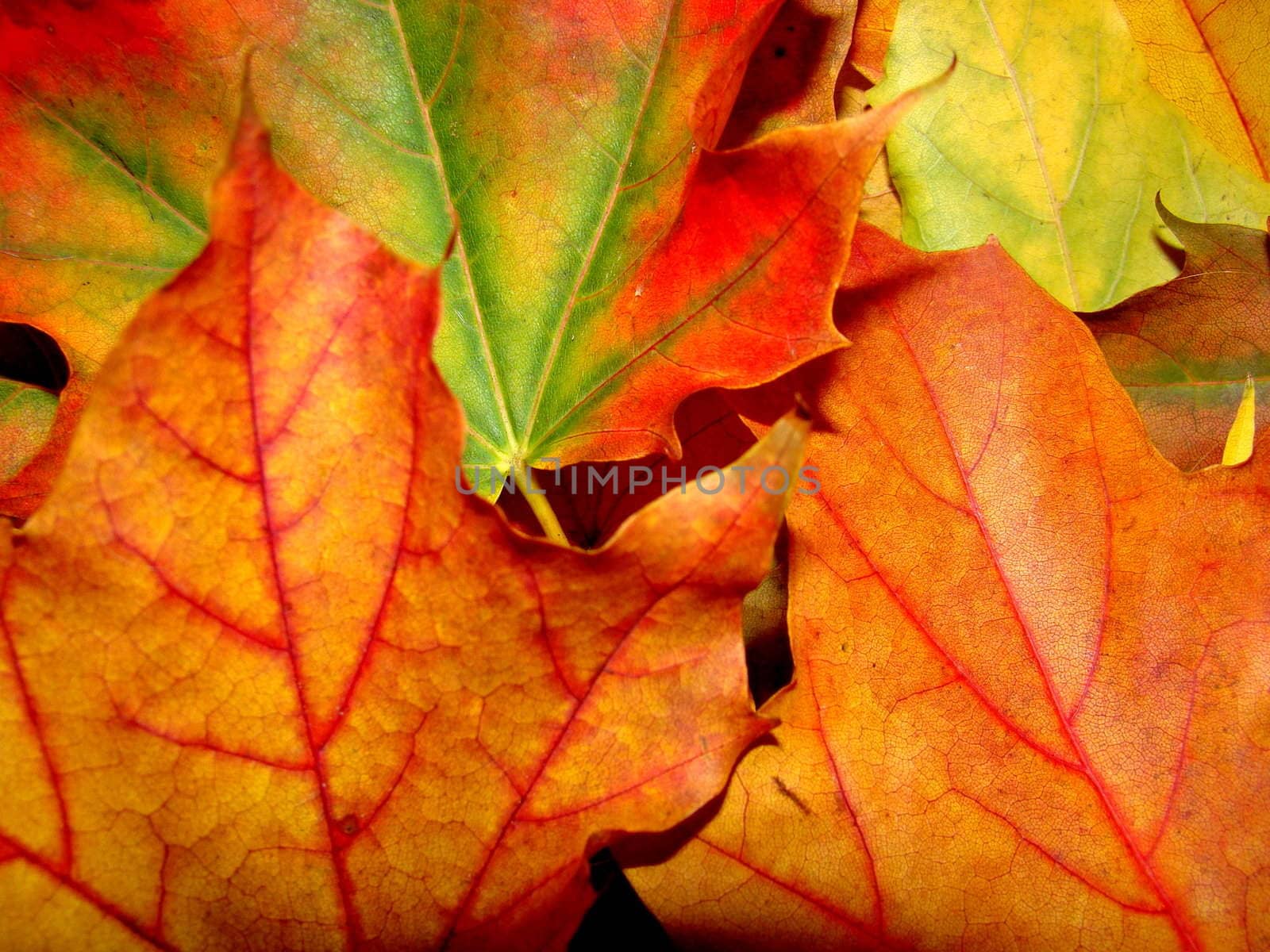 close up of fallen tree leaves