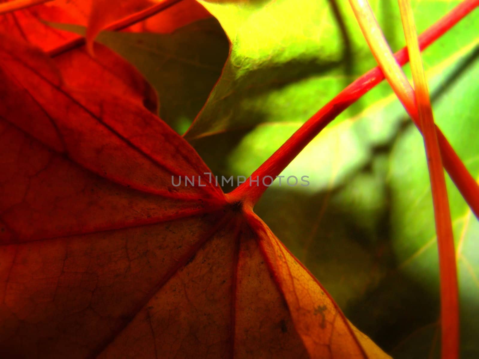 leaves by elvira334