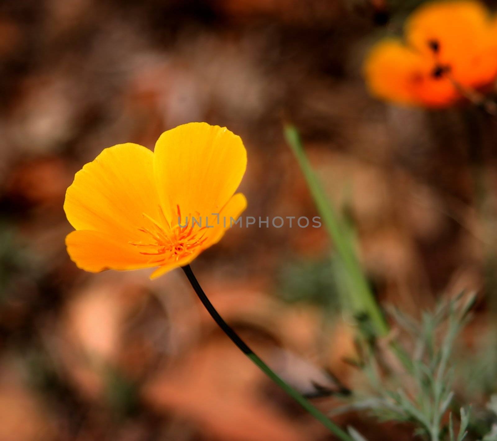 Beautiful native orange California Poppy with a brown background.