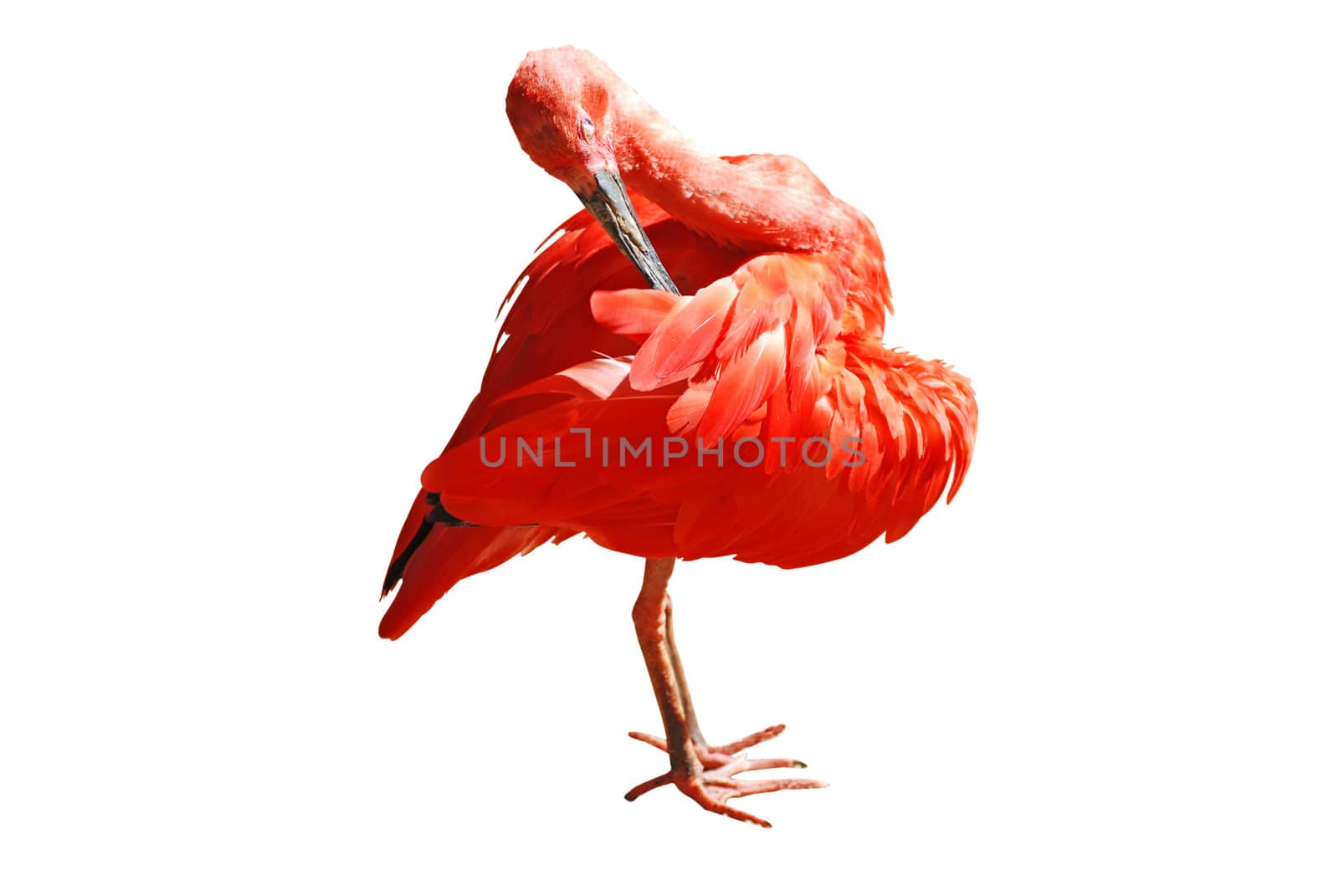 Scarlet Ibis isolated on white background with clipping path.