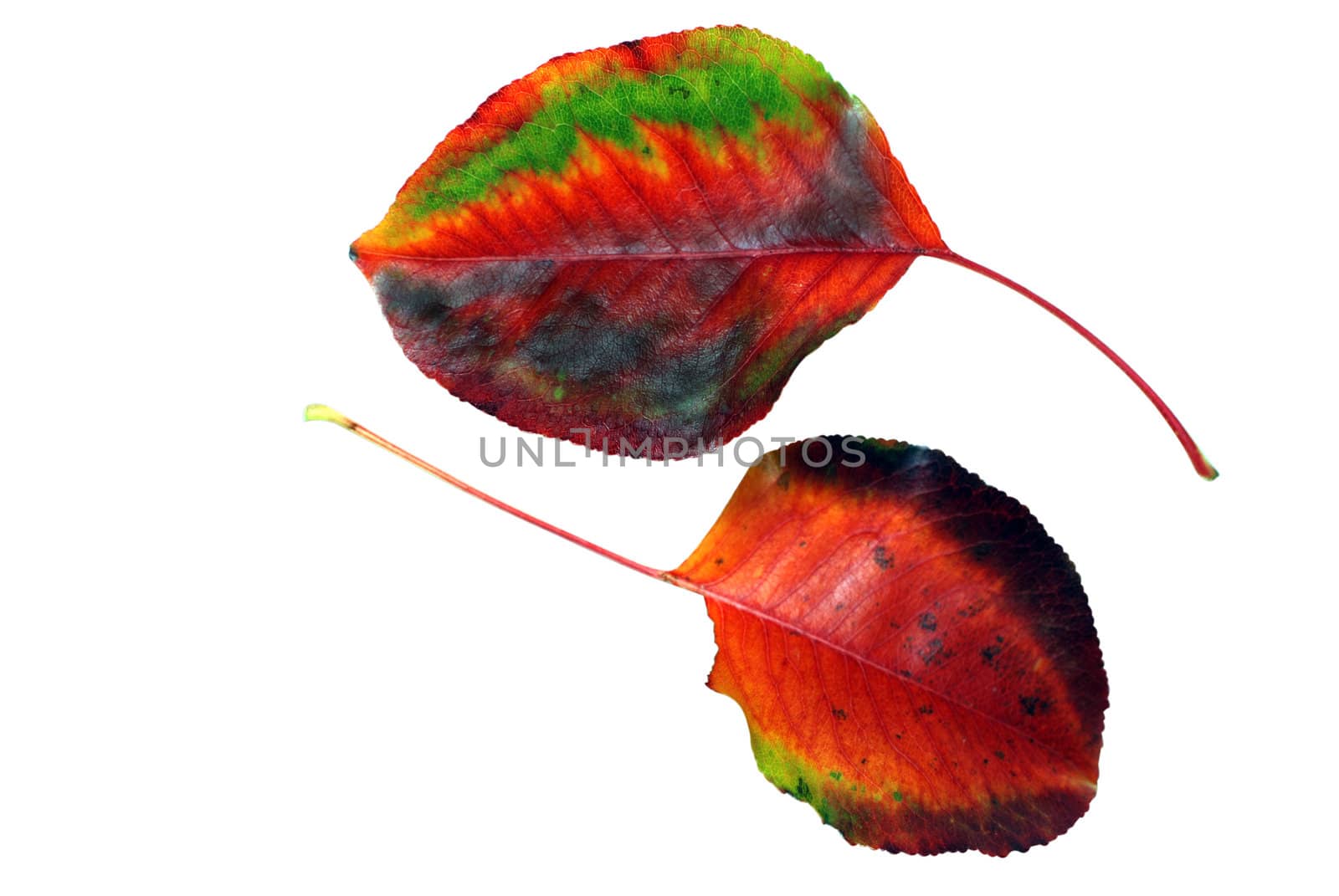 Two autumn leaves isolated on white background with clipping path.