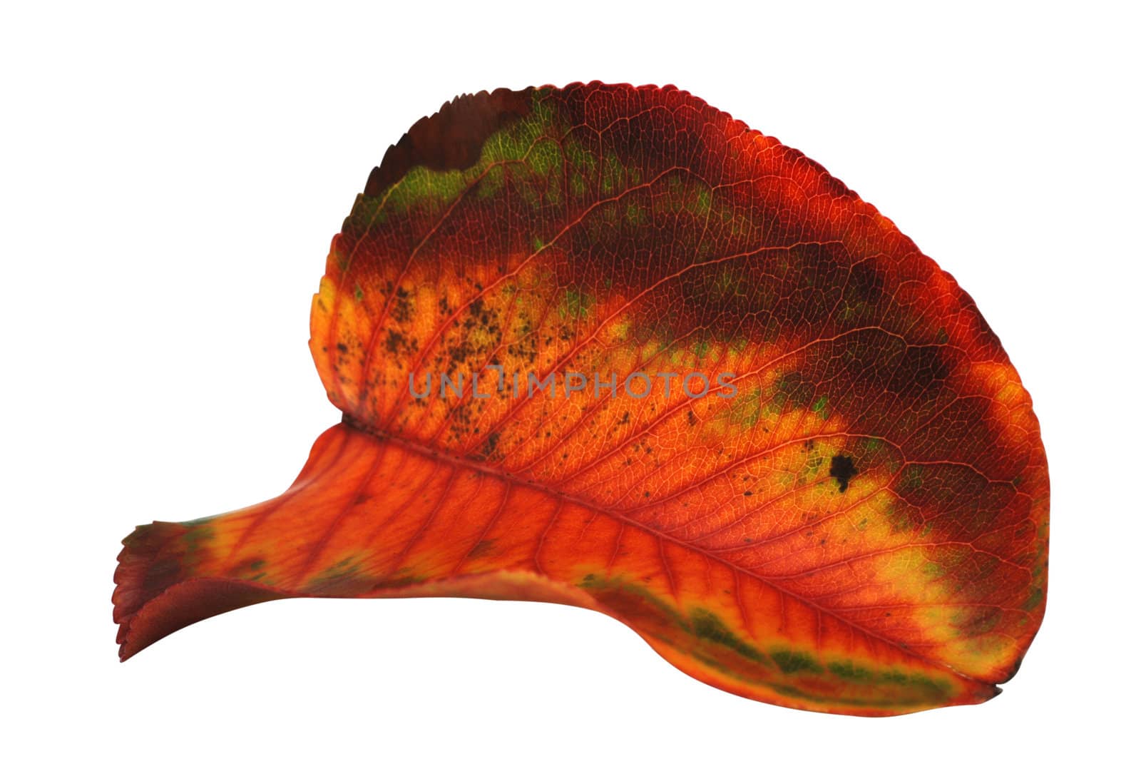 Single autumn leaf isolated on white background with clipping path.
