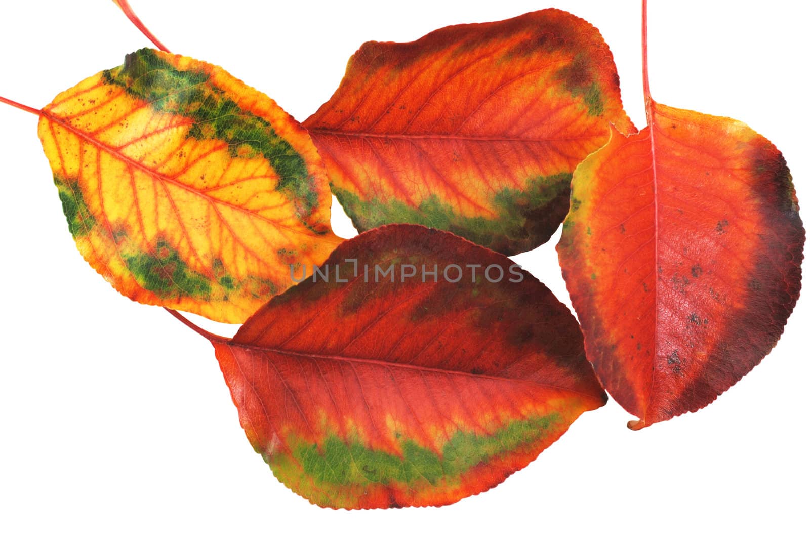 Four autumn leaves isolated on white background with clipping path.