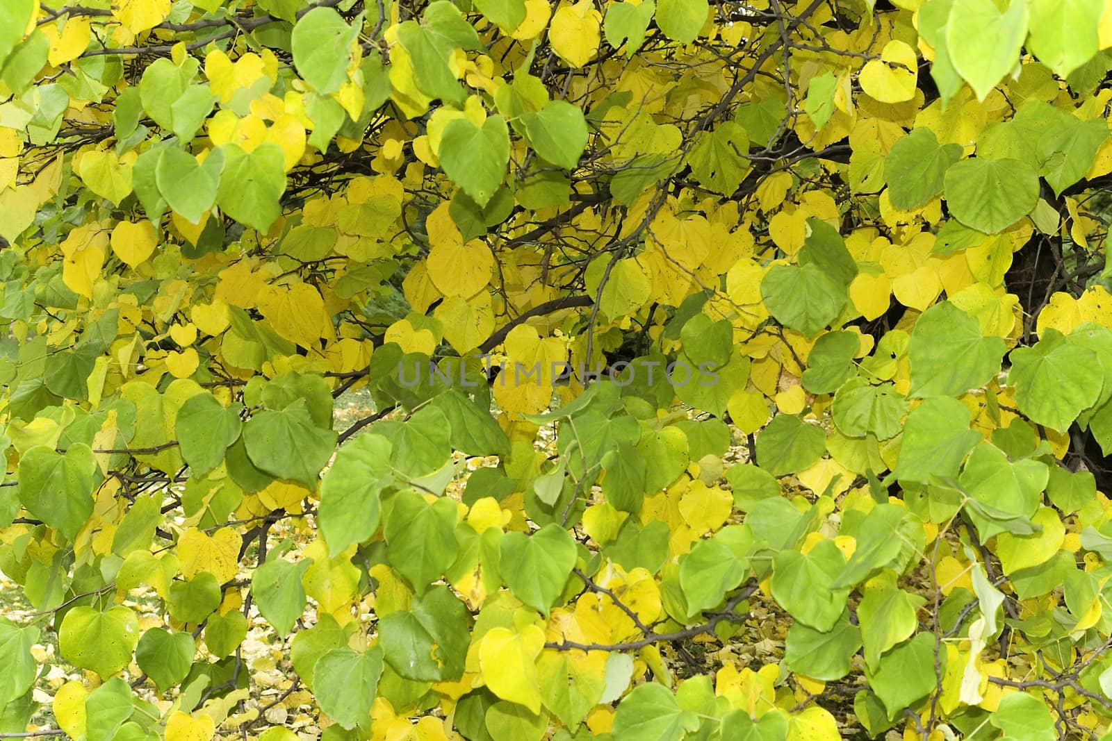 Yellow, green leaves by Sergey_Shulgin