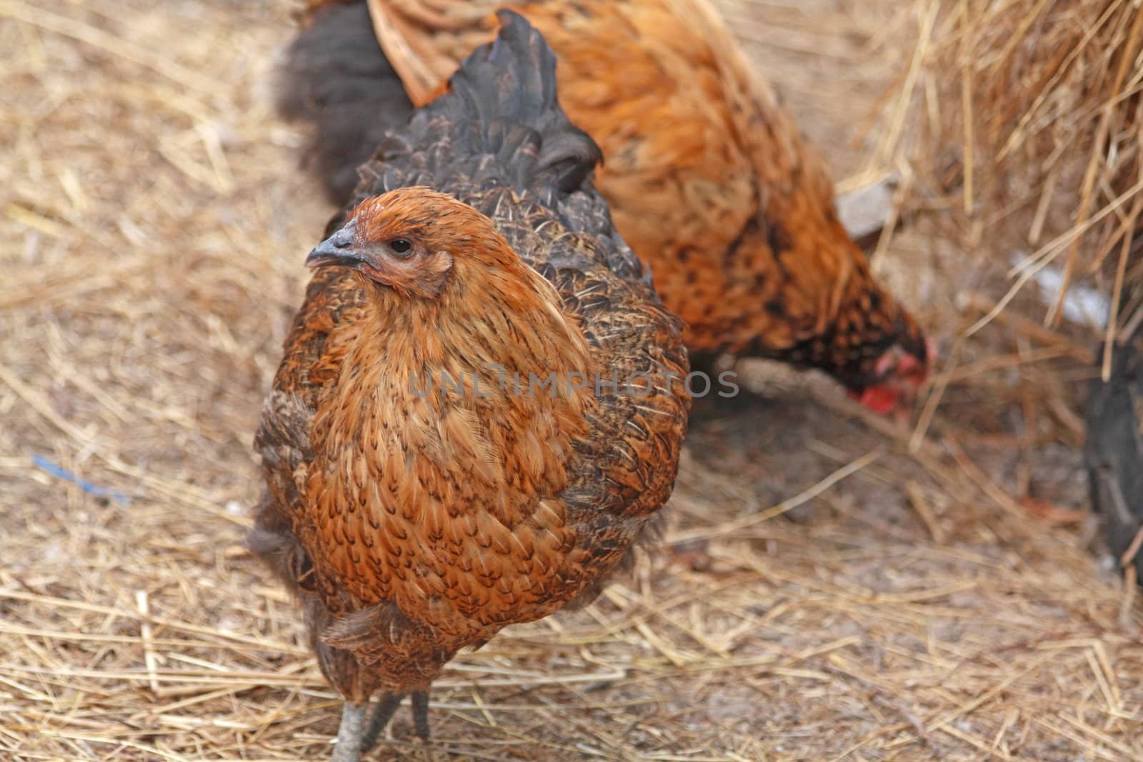 Brown colored hen at the farm yard.