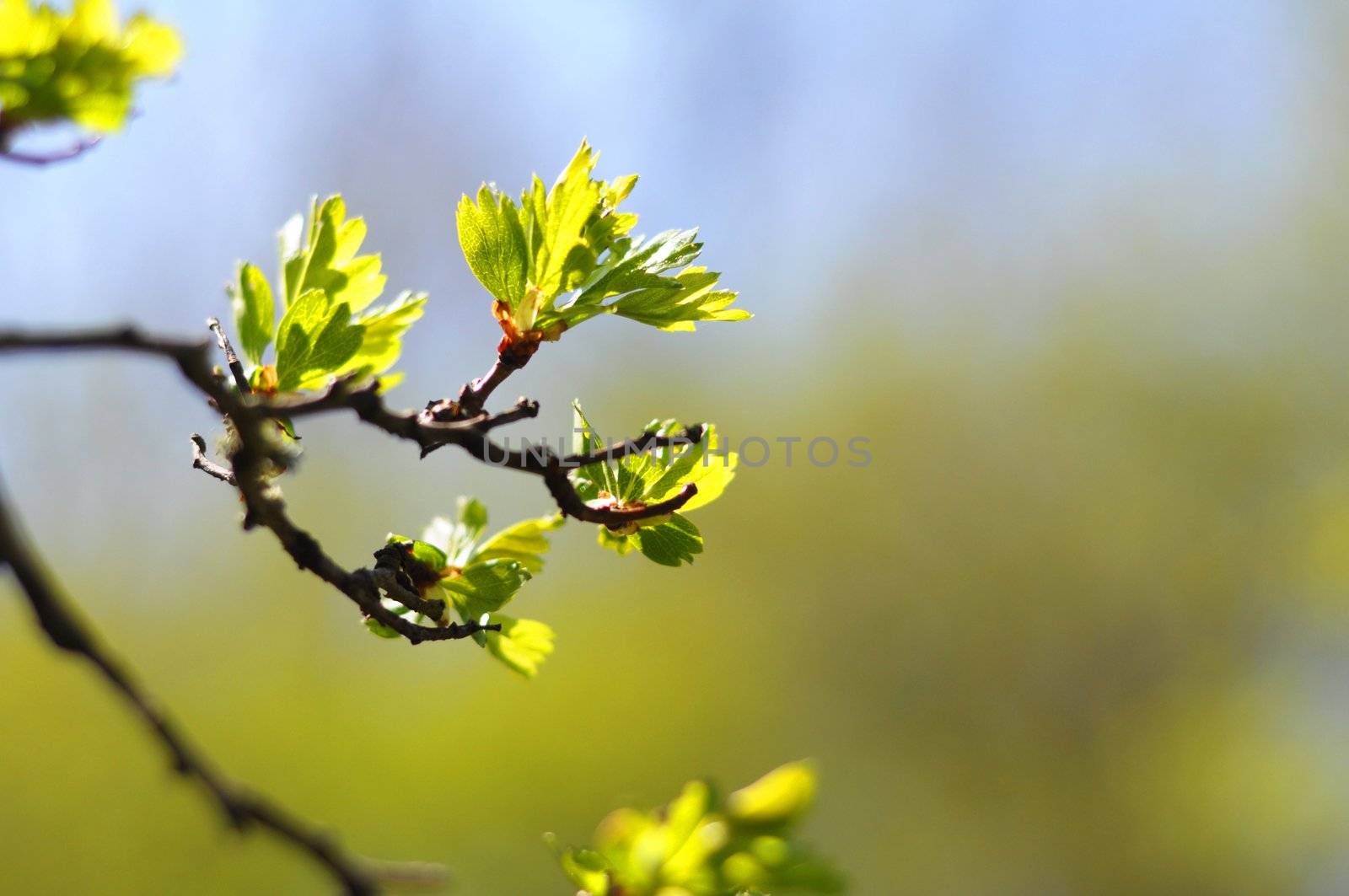 summer or spring nature with leaves and copyspace