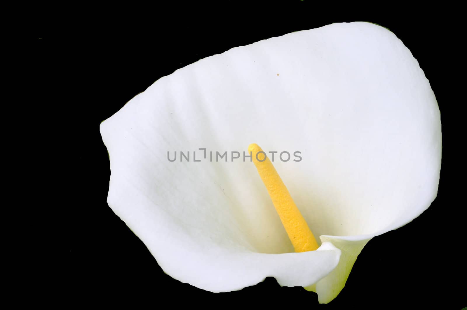White calla lily photographed in Oregon with black background.