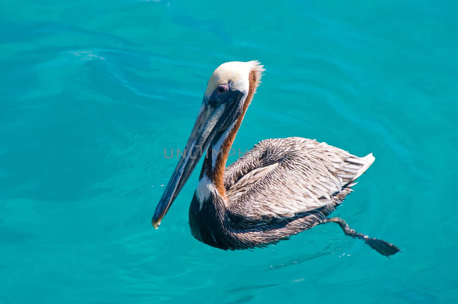 floating pelican in kristal clear sea
