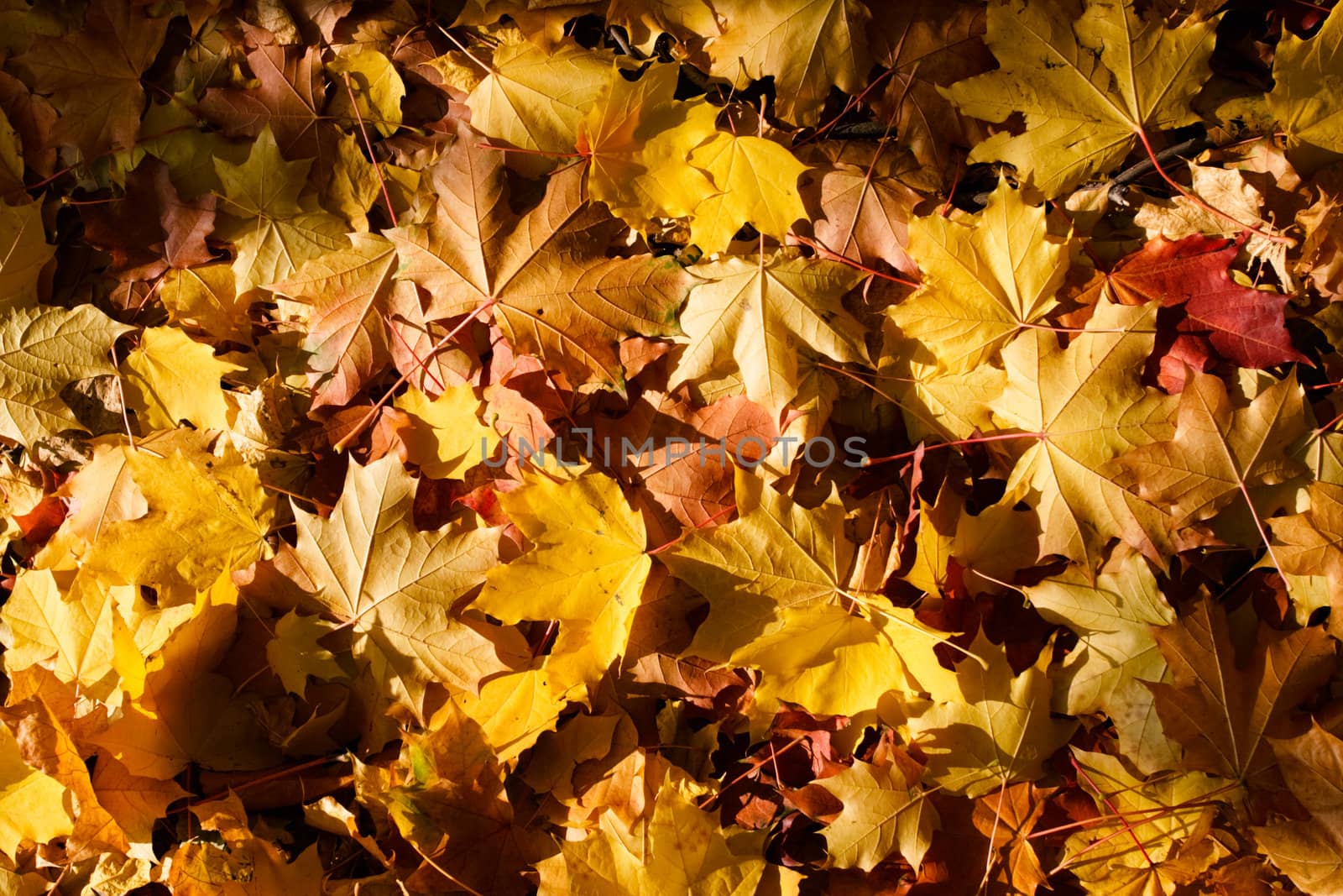 Yellow and red maple leaves background
