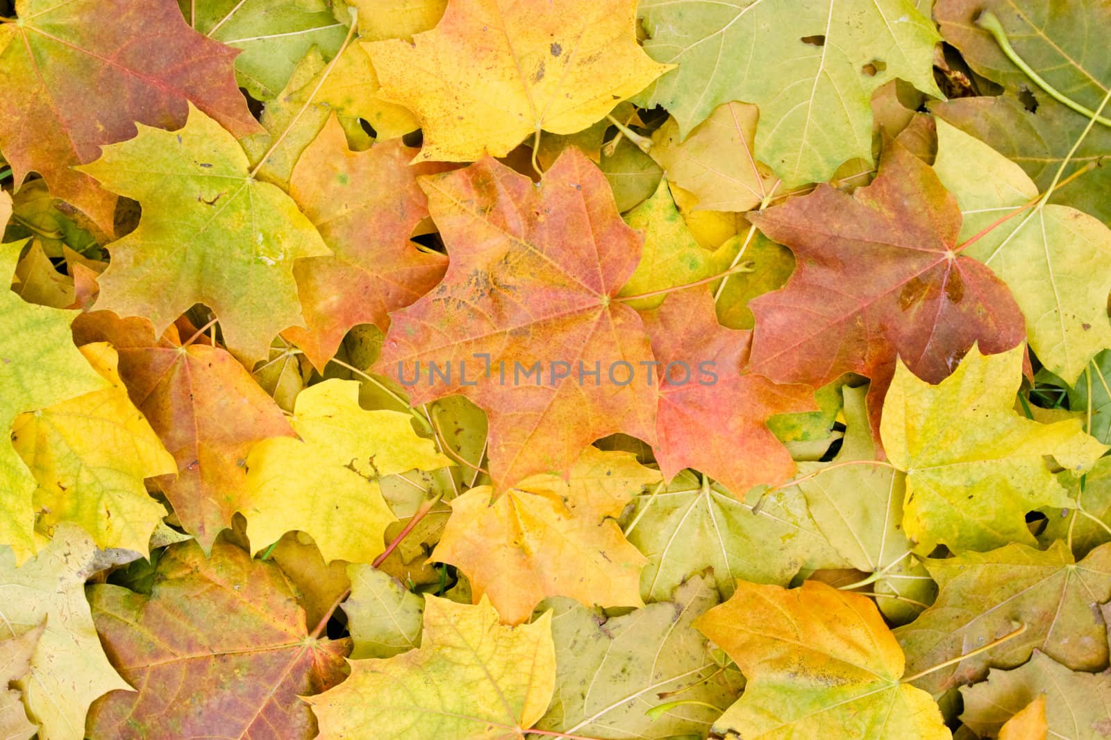 Yellow red and green maple leaves background