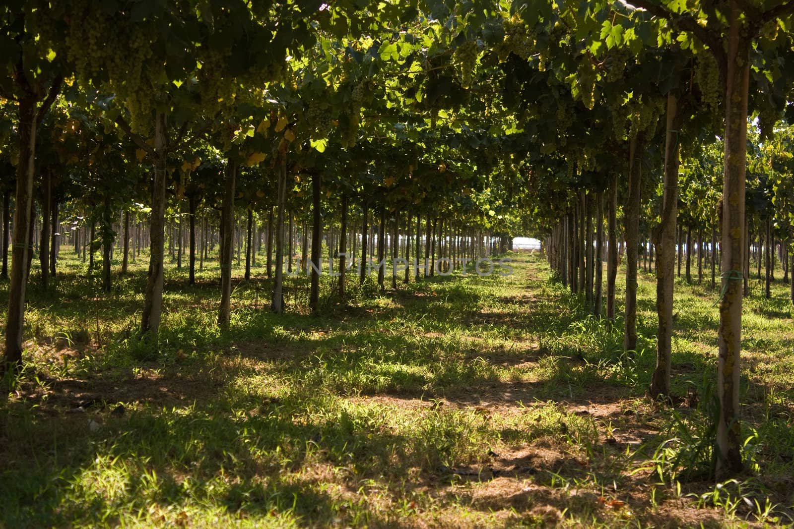 Grapes hanging in the vineyard in summer. In Terracina (Italy).