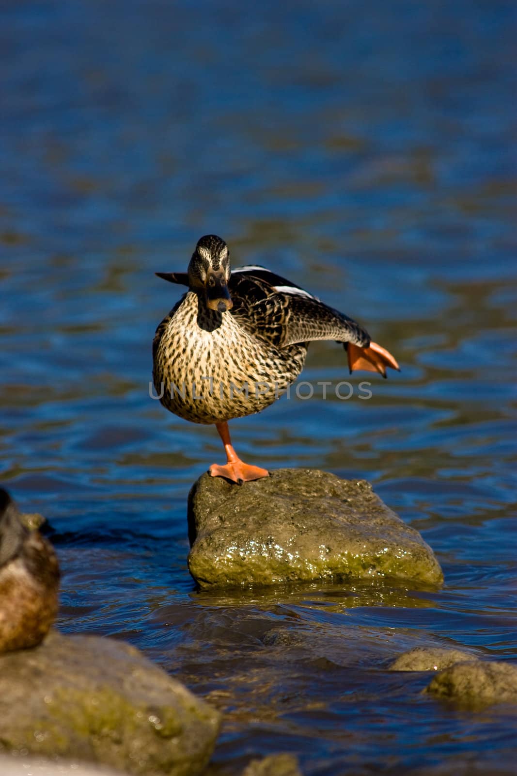 Wild Duck staying on Rocks on Albano lake, Italy