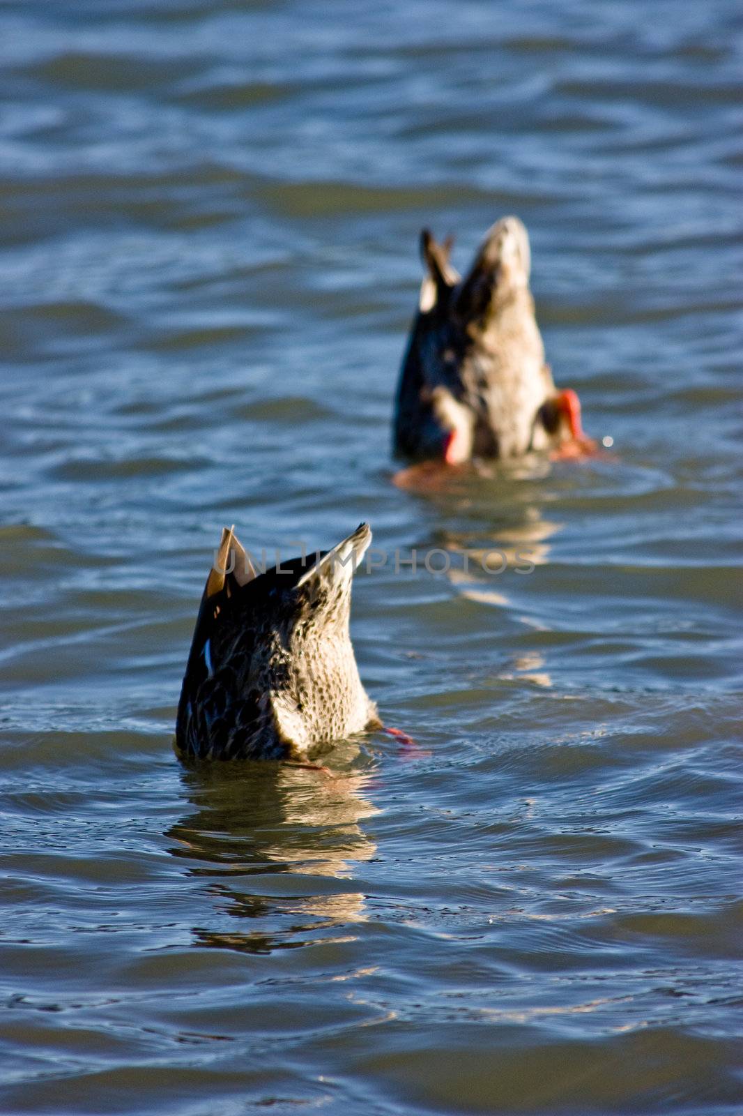 Two backs of the ducks which swimming and fishing