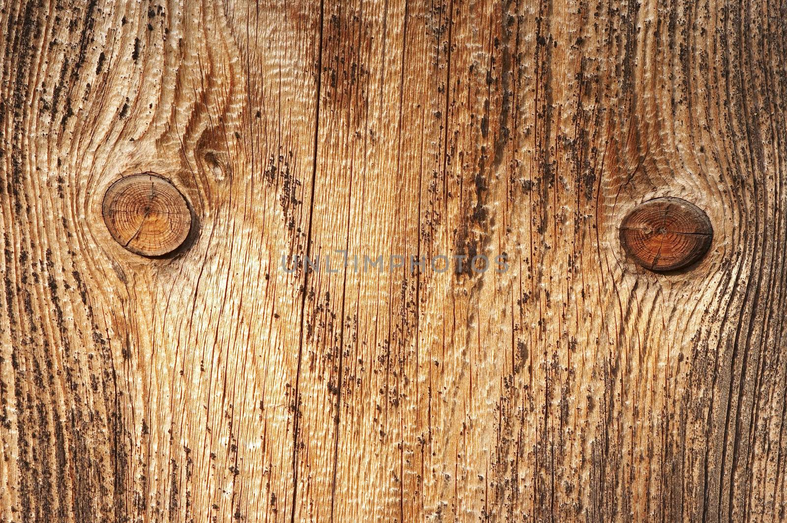 Detail of the wood texture with nobs - abstract