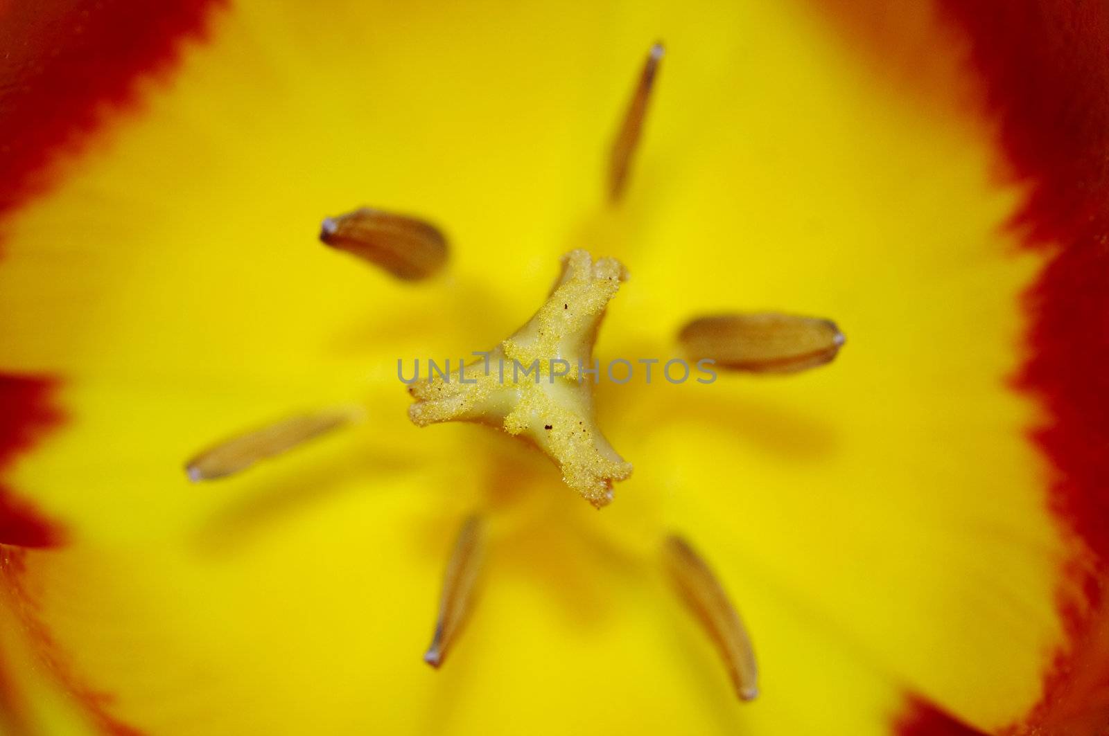 Close-up (macro) of the bloom - tulip