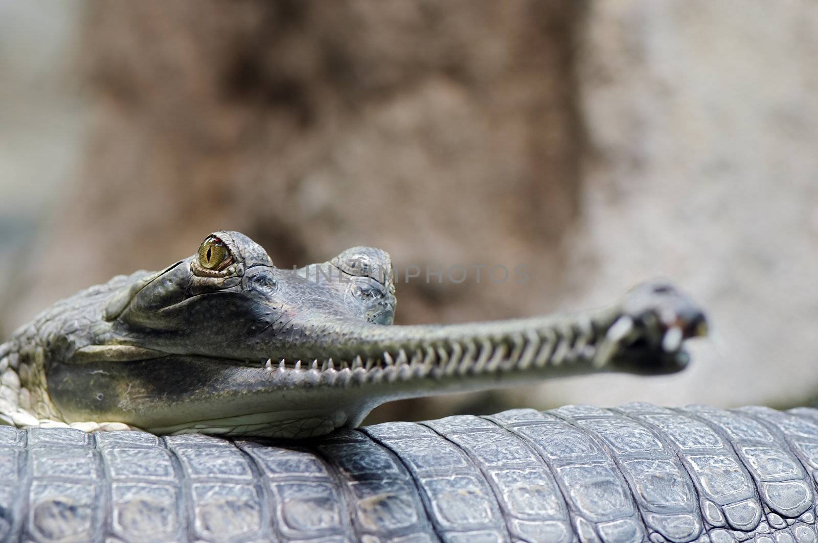 Detail of the head of Indian gavial - endangered species