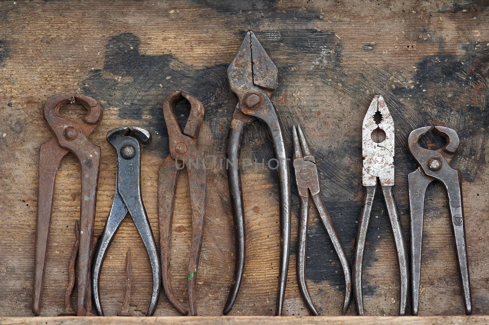 Various forceps in the wooden case. Dental forceps. Humorous.