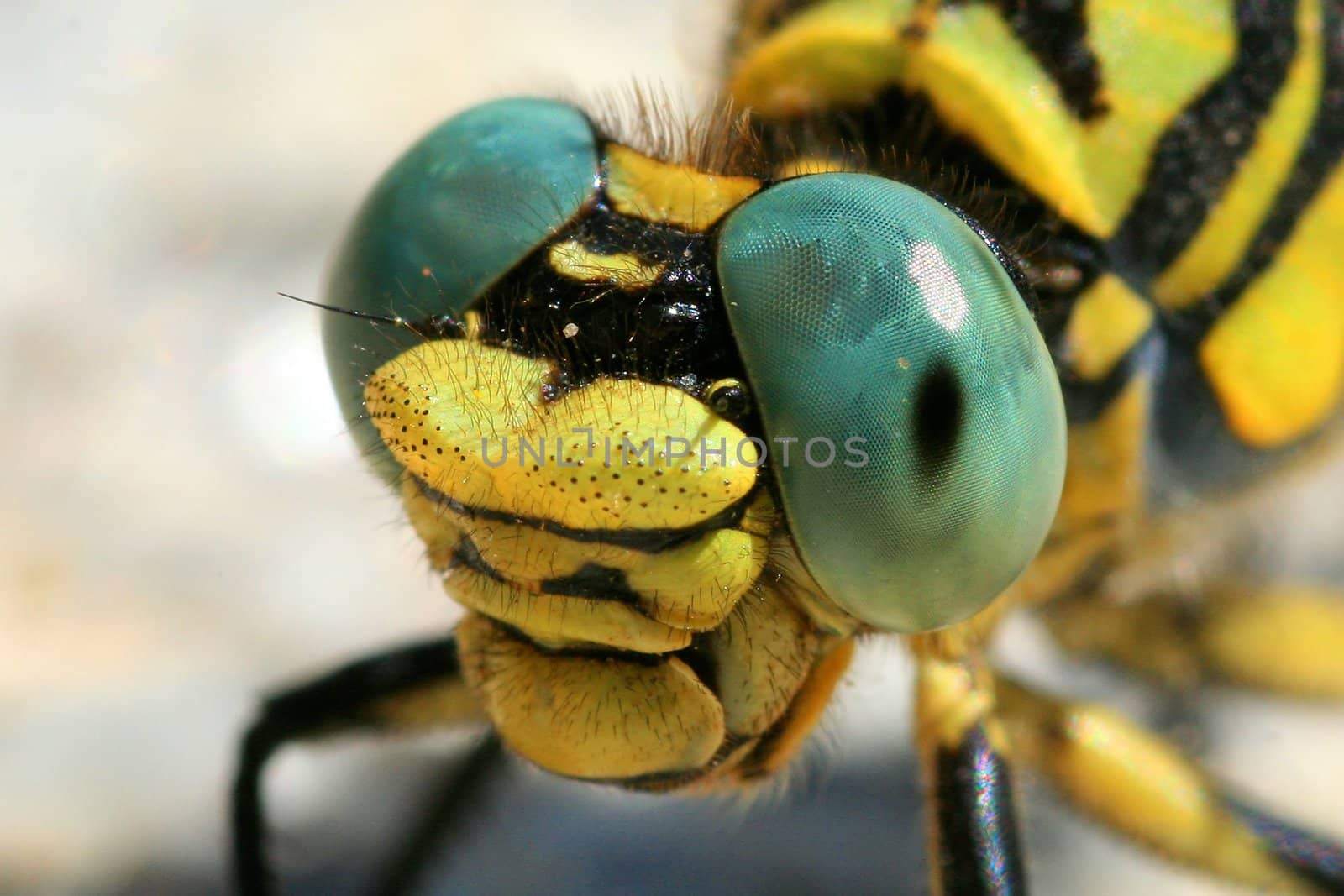 extreme closeup of dragonfly