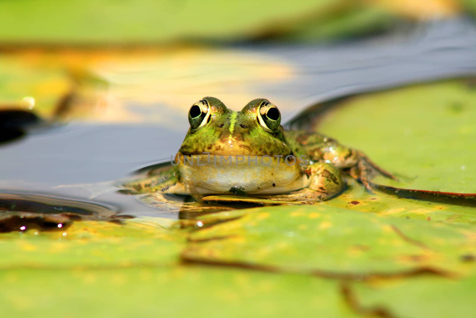nice and cute frog looking