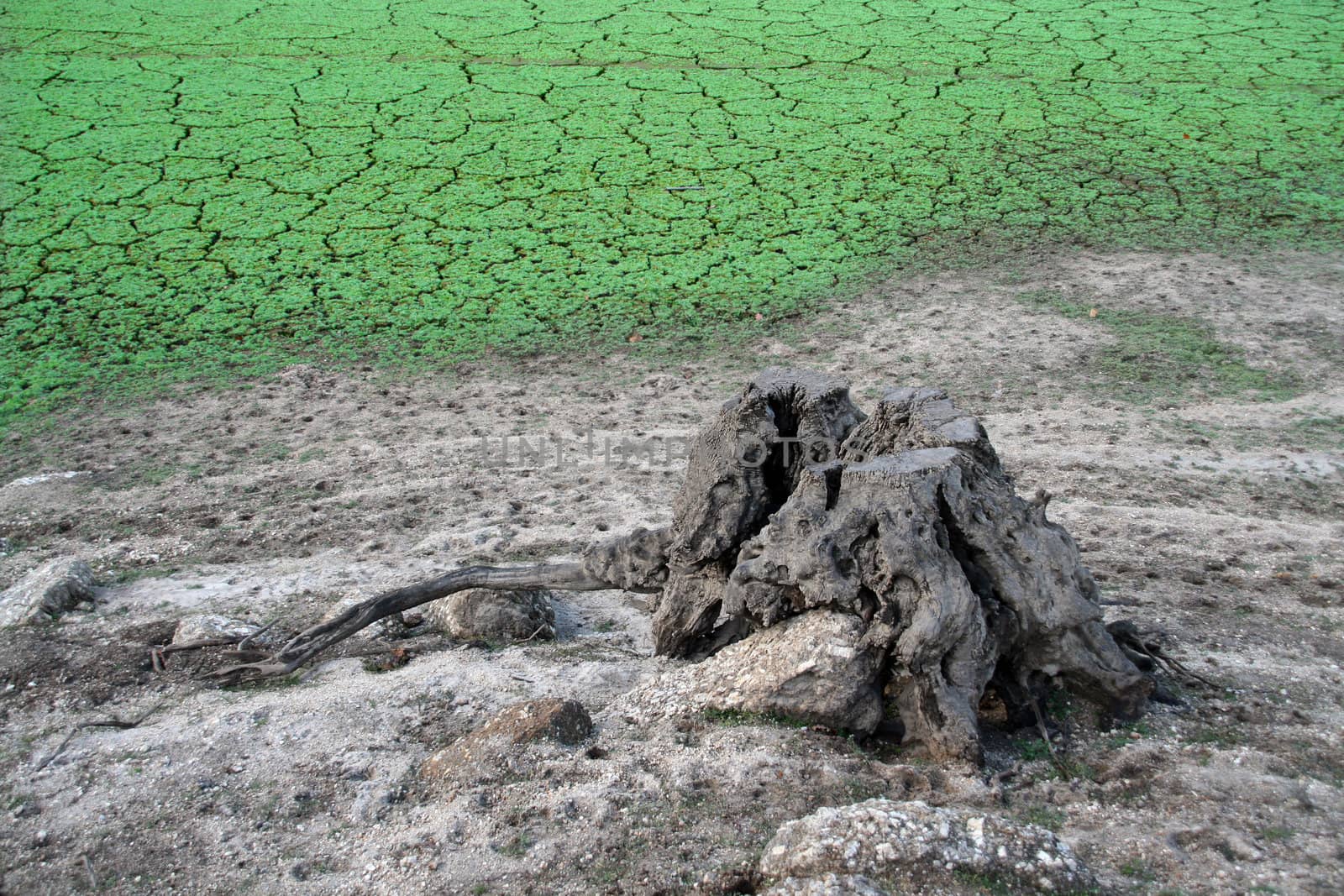 Green and brown background with death tree