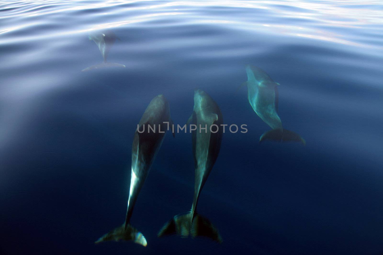 Dolphin in the blue ocean