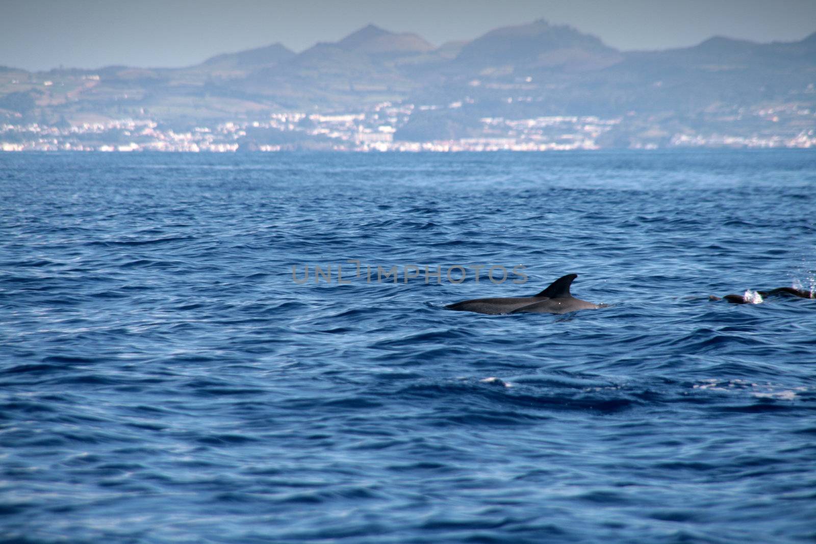 Dolphin in the blue ocean