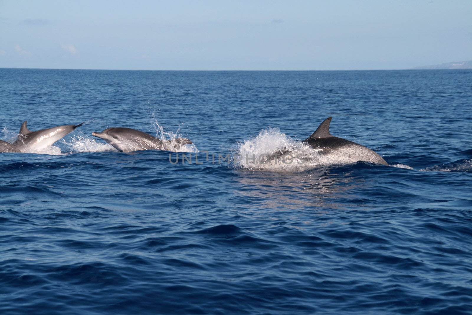 Dolphin in the blue ocean