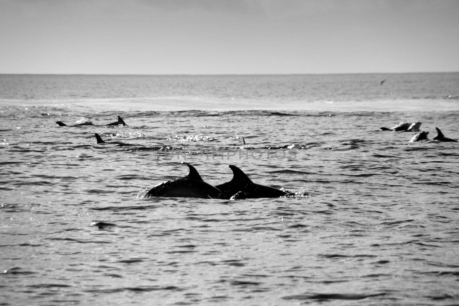 Dolphin in the blue ocean