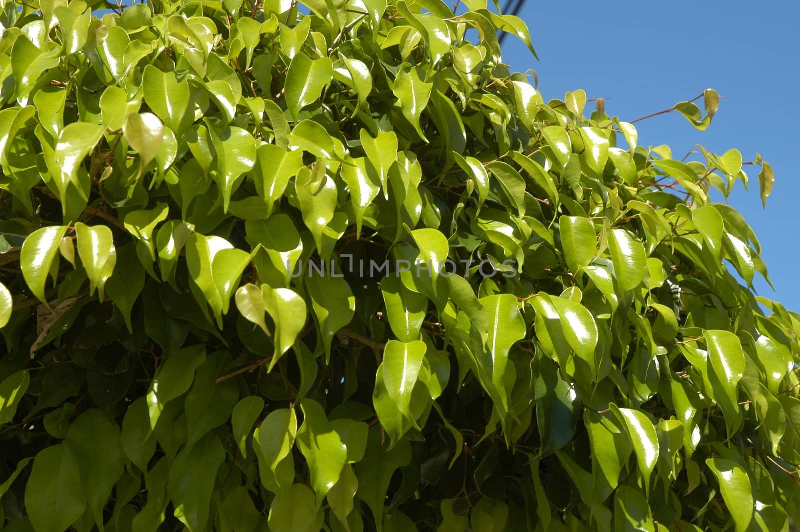 Green plants in Mexico