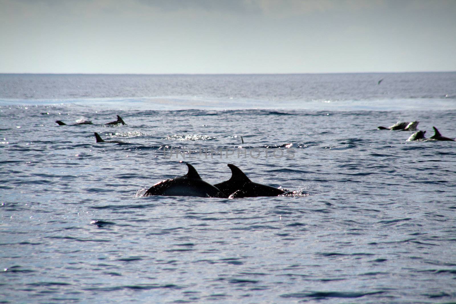 Dolphin in the blue ocean