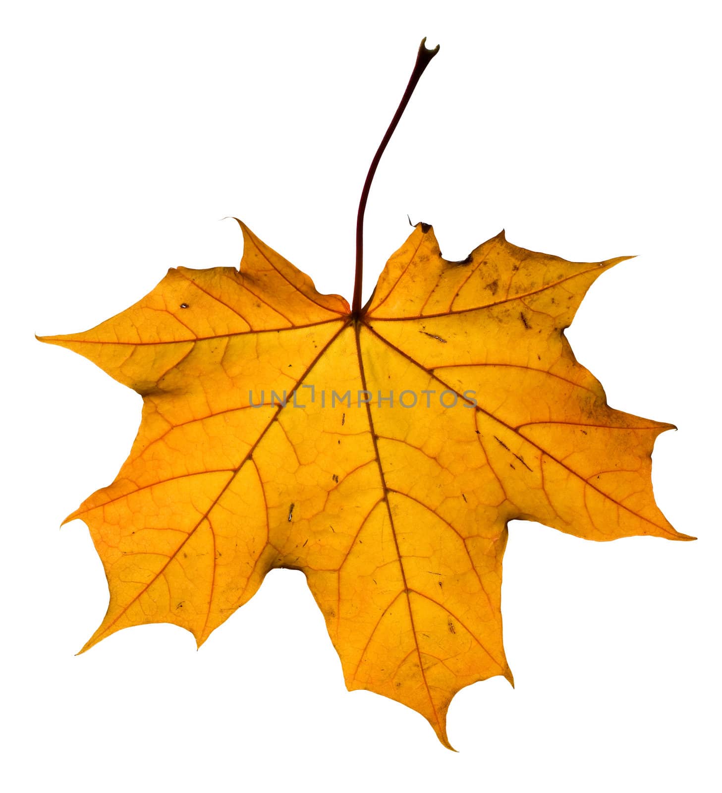 Maple leaf isolated on white. Clipping path included to replace background.