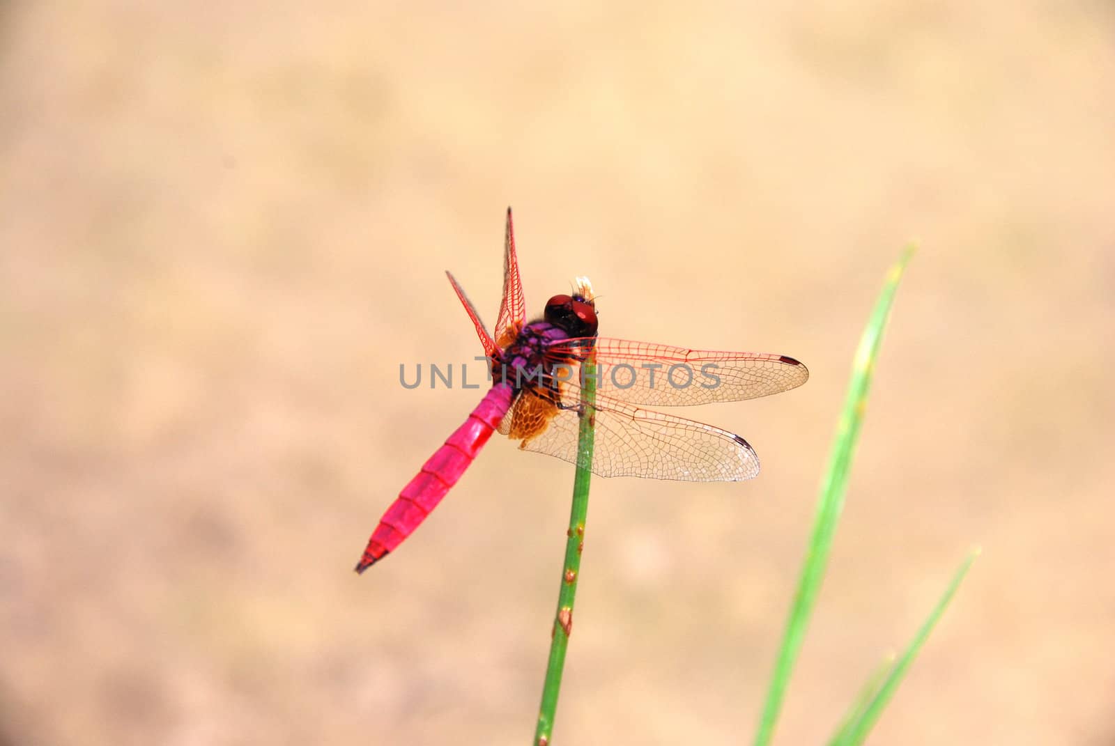 Dragon Fly A by photocdn39