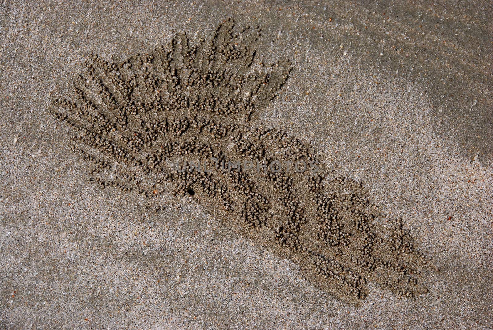 Sand crab on a beach