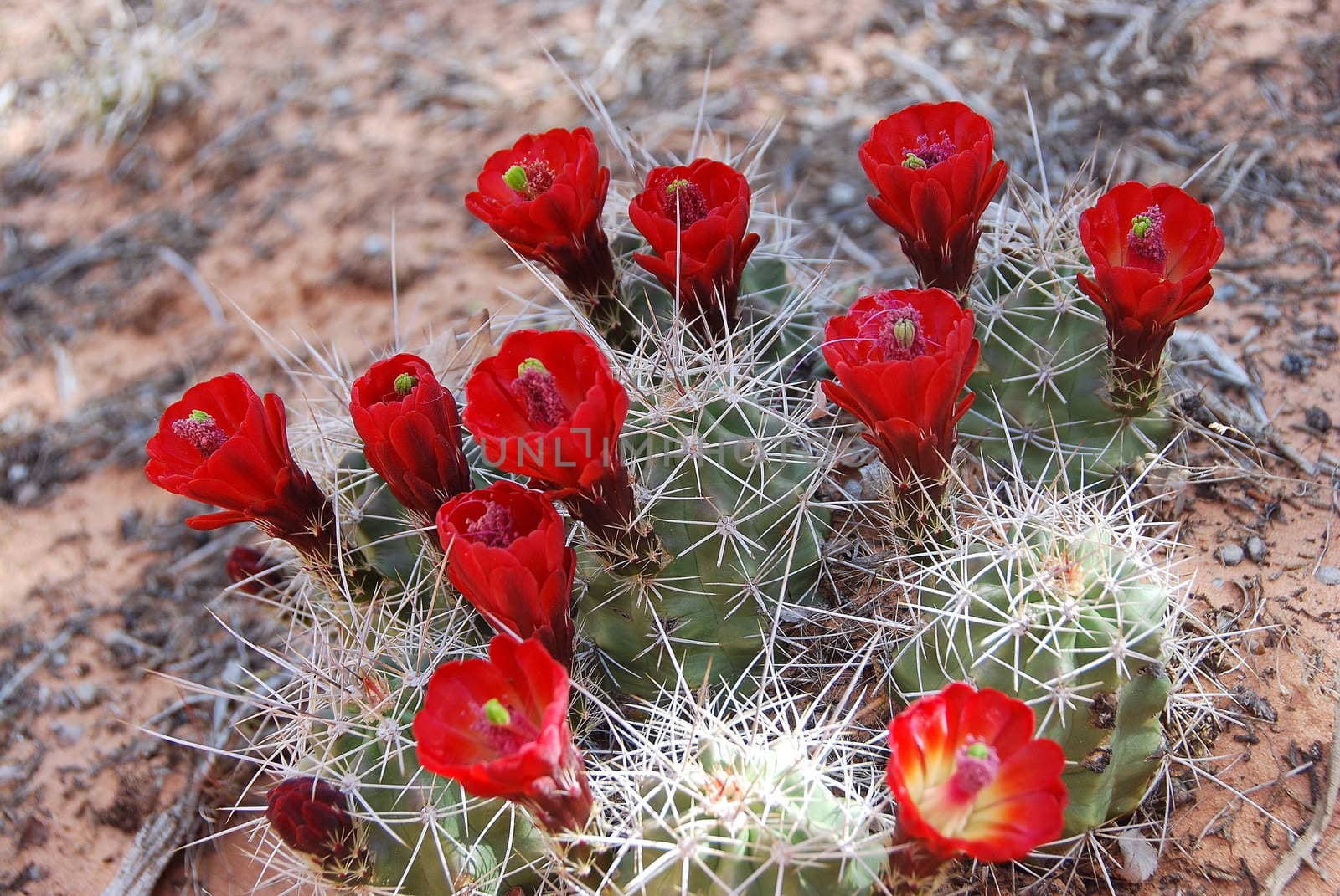 Cactus blooming in the desert