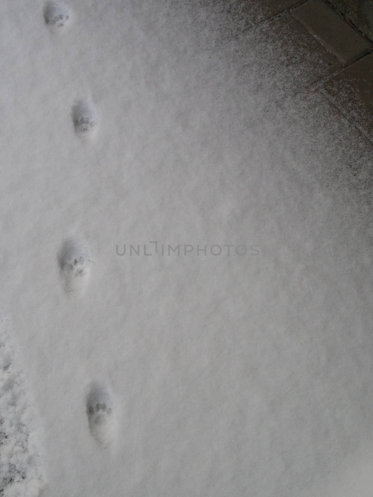 paw prints in the snow