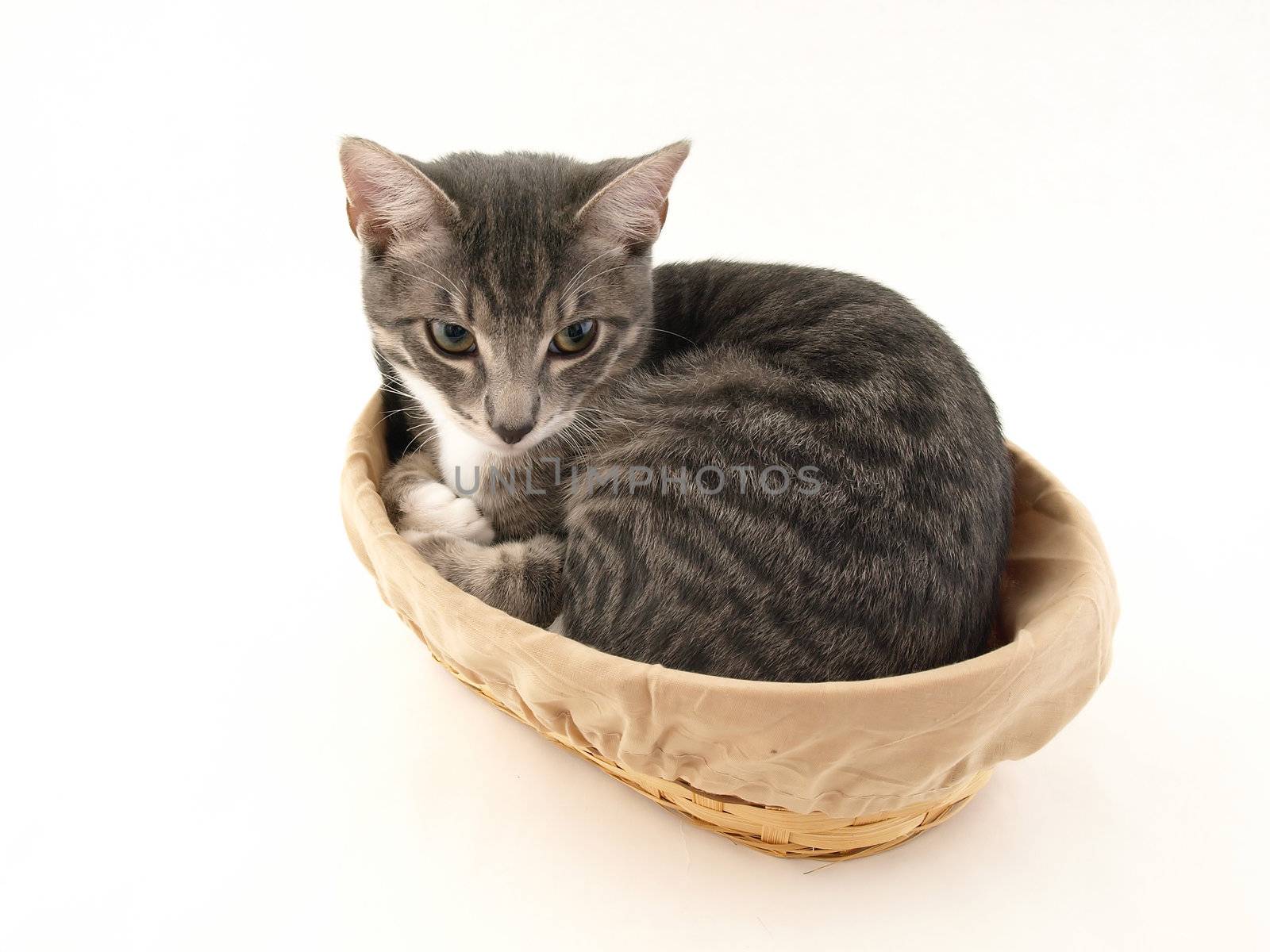 A gray kitten in a tan basket isolated on a white background