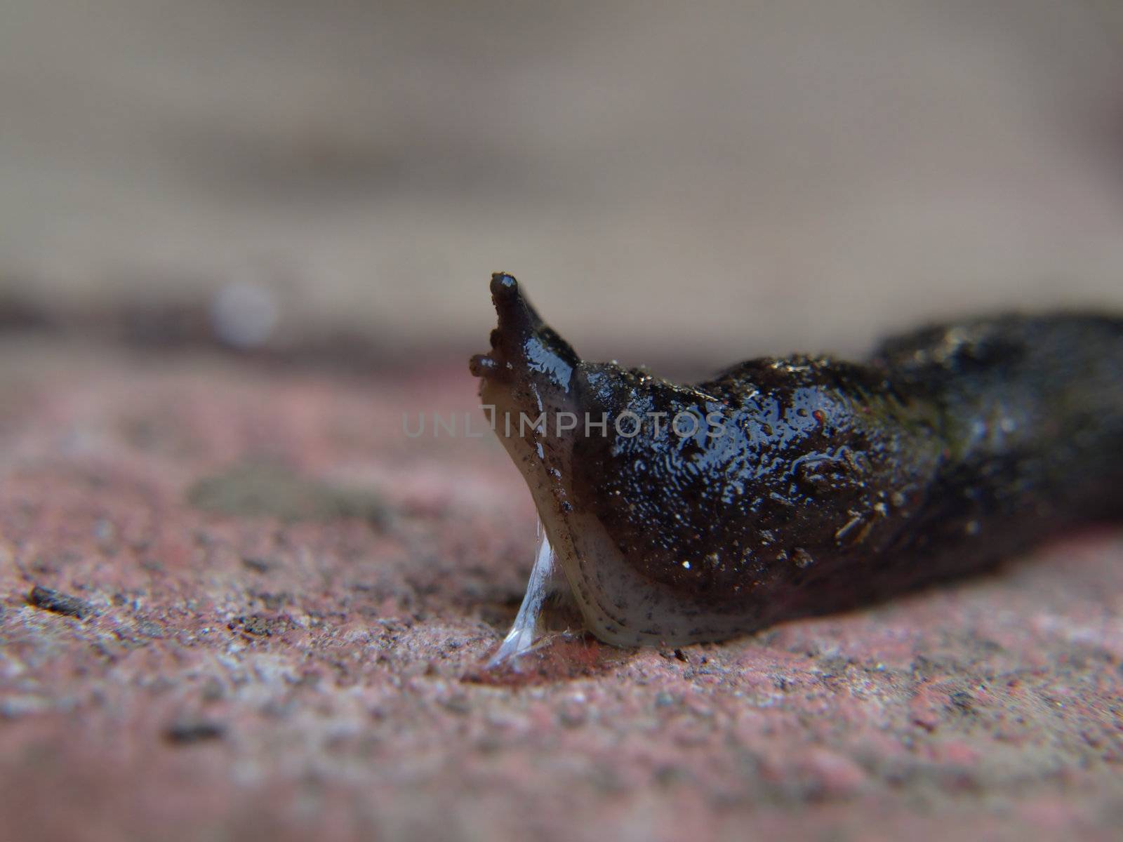 Slug by RGebbiePhoto