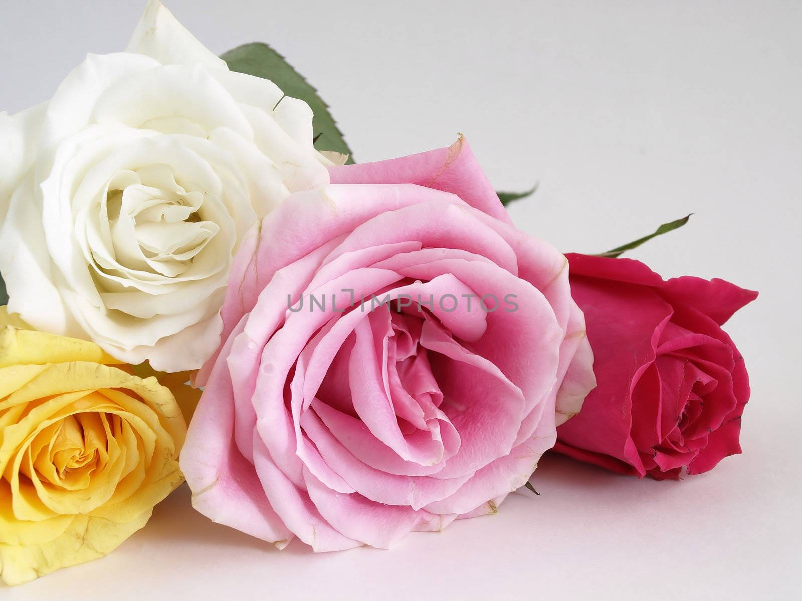 A beautiful bouquet of open roses laying on a white surface.