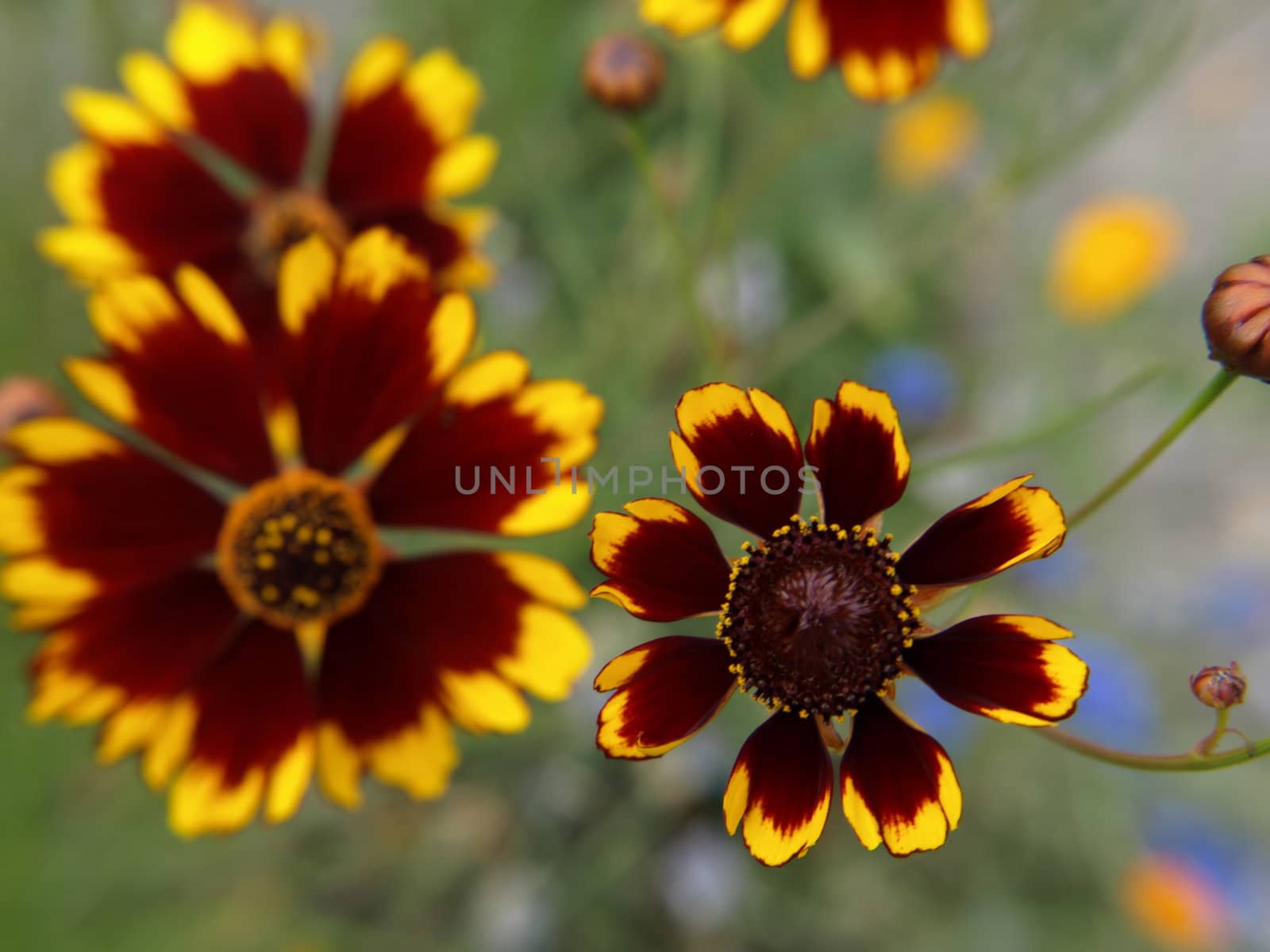 Colorful Plains Coreopsis flowers, limited focal area, soft focus background image. Great title page with room for text.