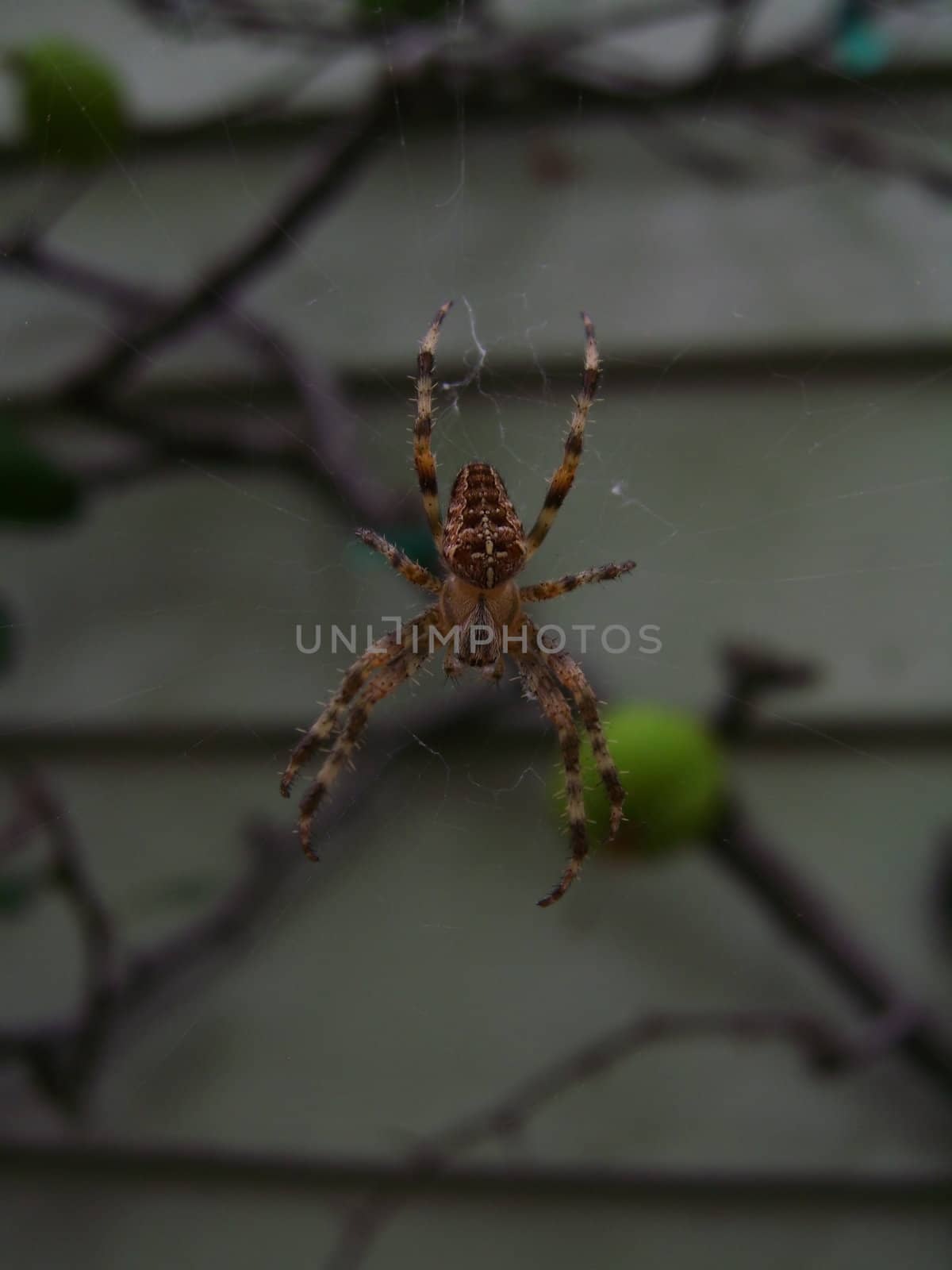 A large orb-weave spider suspended in the middle of a web