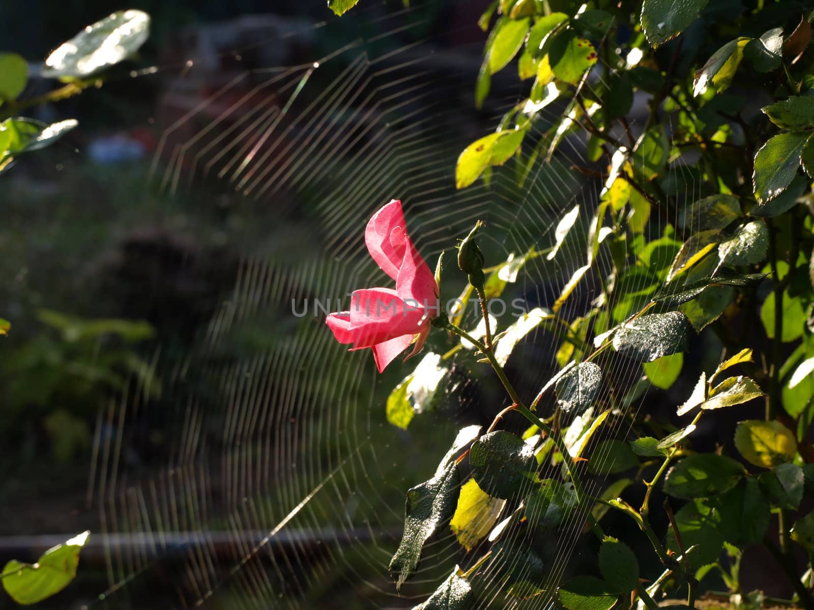 Pink Rose and Spiderweb by RGebbiePhoto