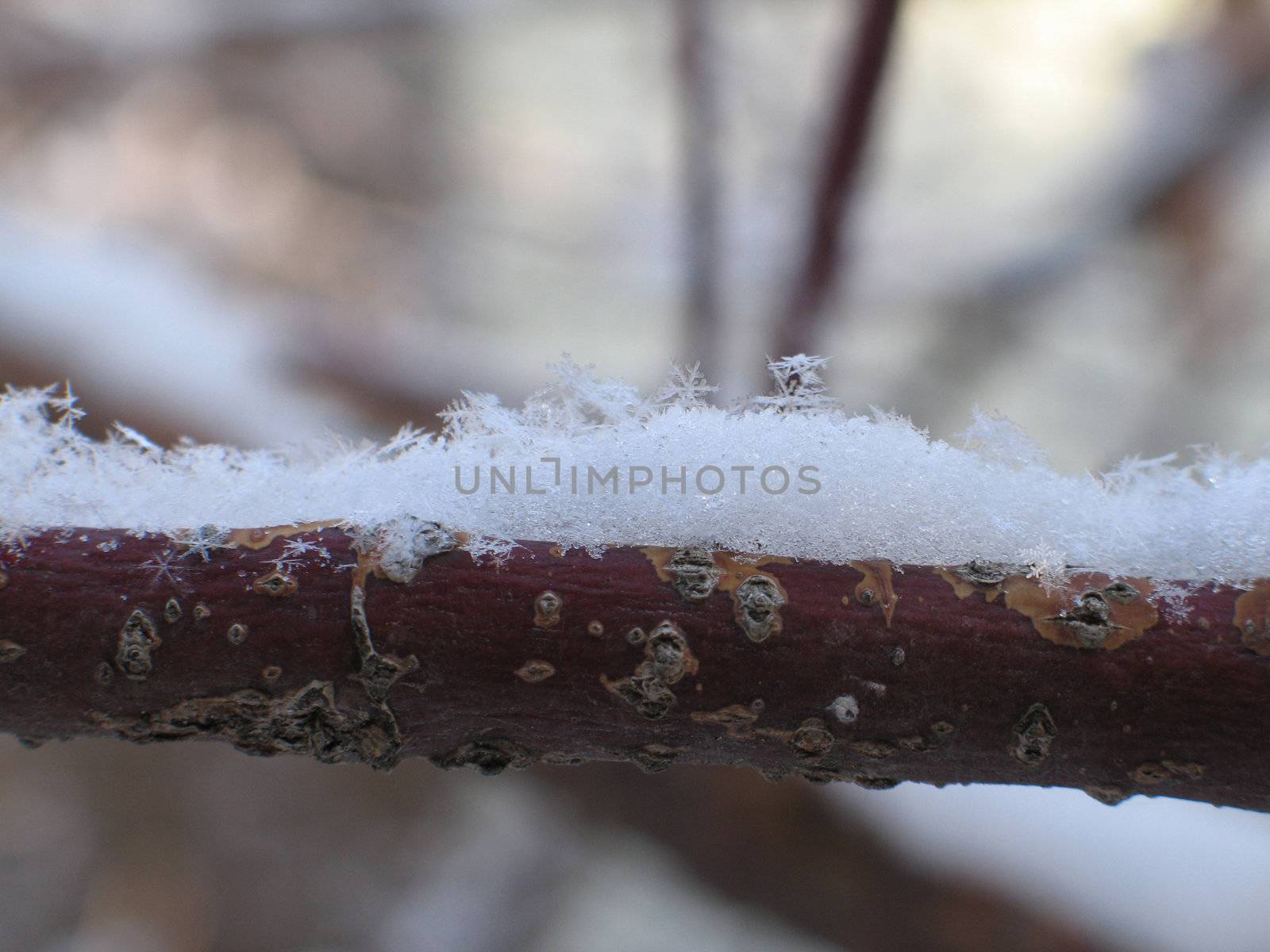 snow flakes on a branch