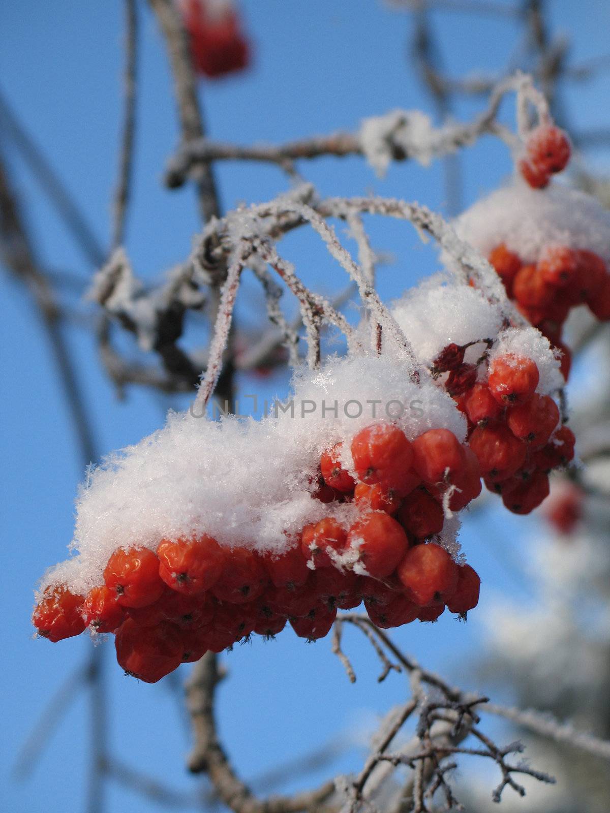 red berries covered with snow by mmm