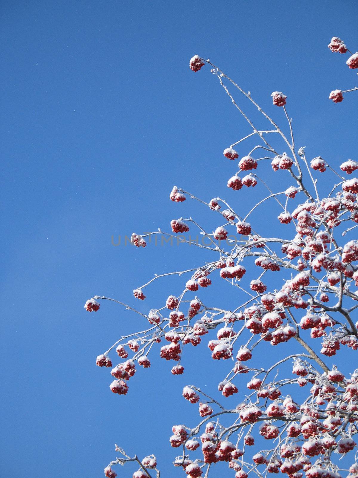 red berries covered with snow by mmm