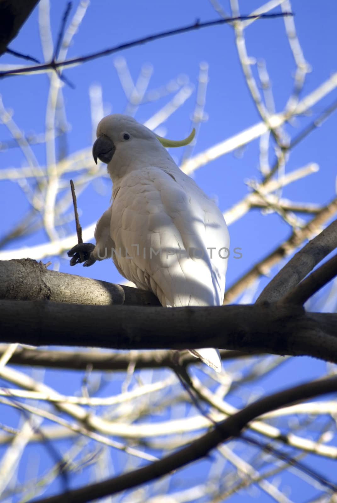 sulpher crested cockatoo by stockarch