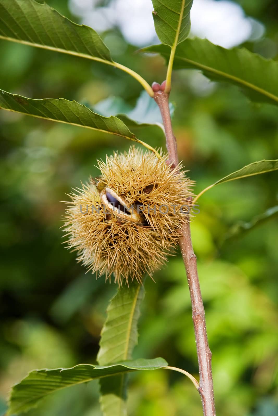 detail of branch with chestnut husk in fall