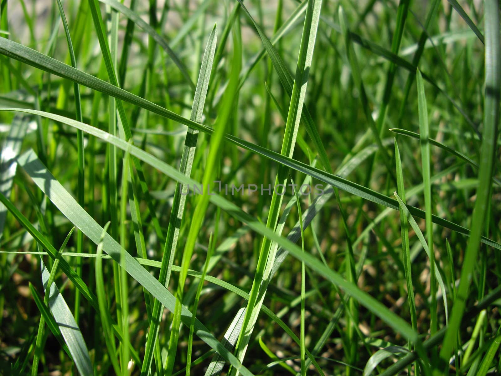 Green grass by Elet