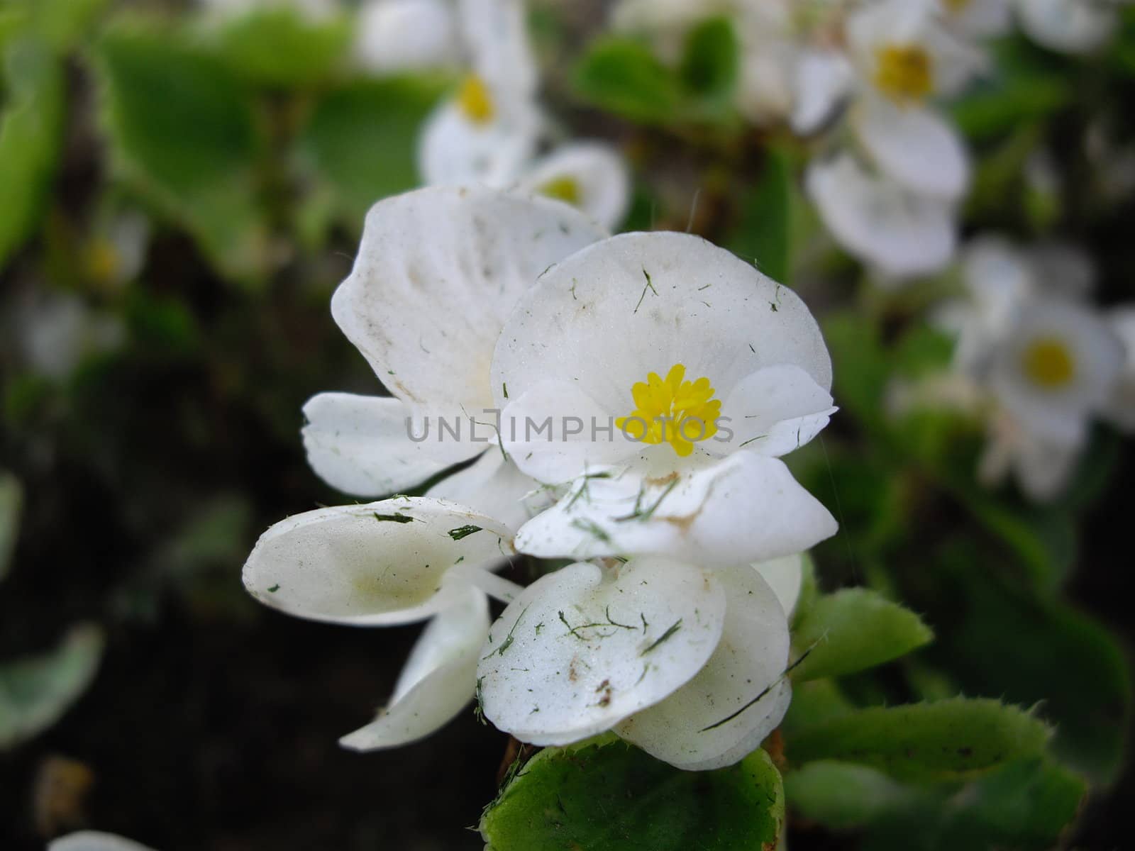 white flowers for city flowerbed