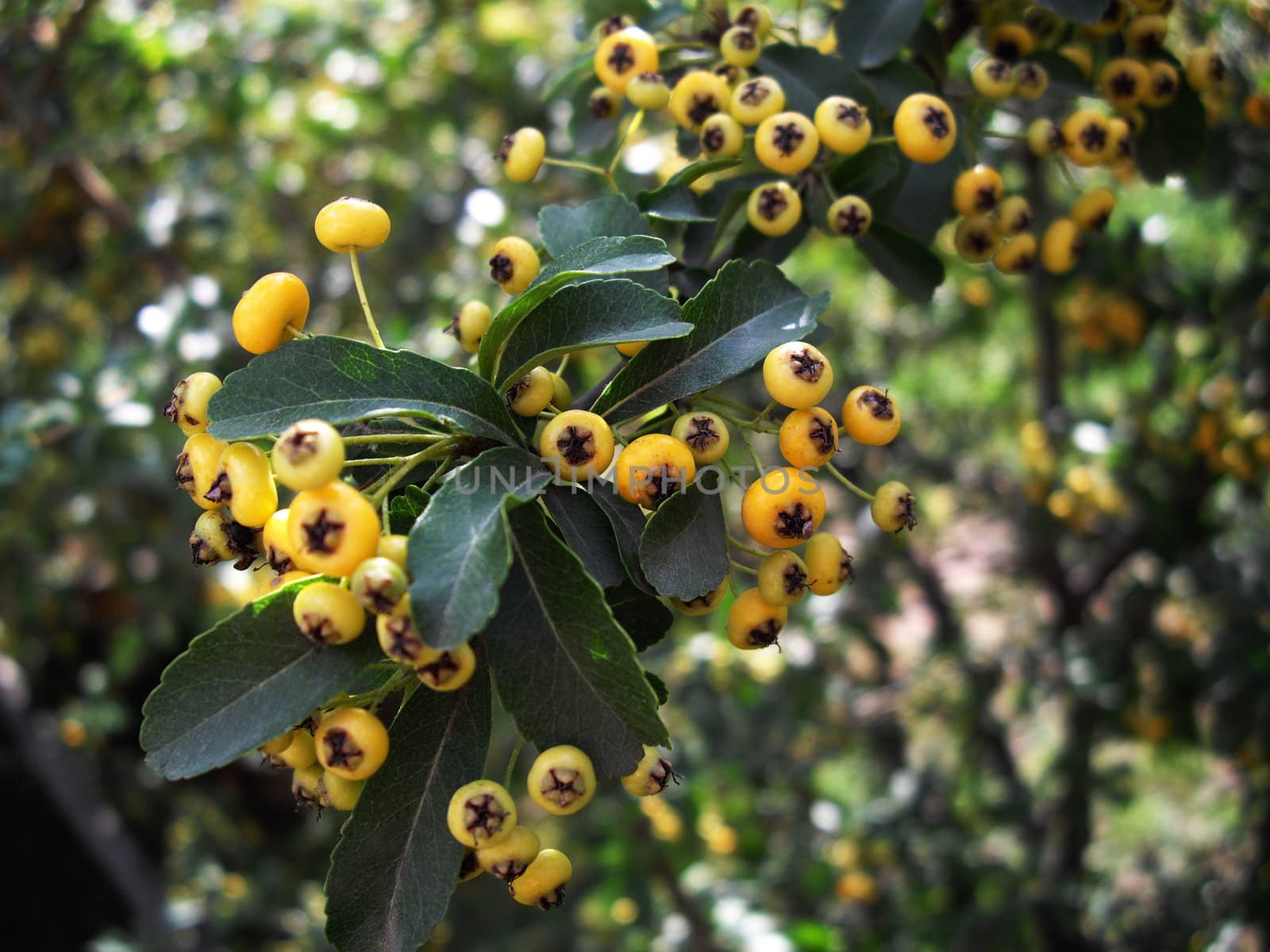 yellow berries on the branch