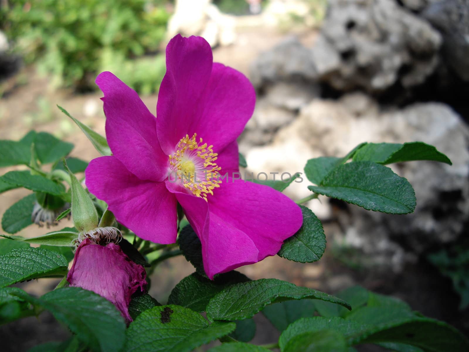 dogrose flowers